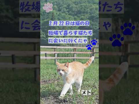 【祝！猫の日】牧場で暮らす14匹の猫たちが登場 サムネイル