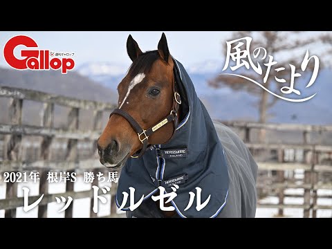 レッドルゼル　最高峰に挑み続けた砂の韋駄天【風のたより】 サムネイル