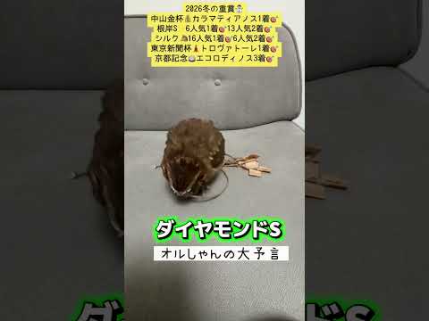 競馬 ダイヤモンドステークス shorts サムネイル