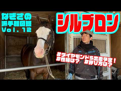 【なぎさの派手顔図鑑】Vol.12 シルブロン(美浦・稲垣幸雄厩舎) サムネイル