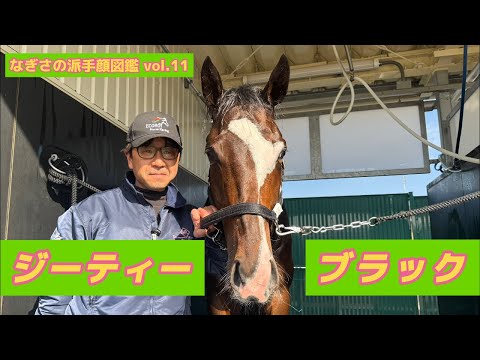 【なぎさの派手顔図鑑】Vol.11ジーティーブラック（美浦・菊沢隆徳厩舎）