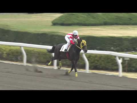 令和8年度第1回浦和競馬 臨時能力調教試験【2026年3月20日】 サムネイル