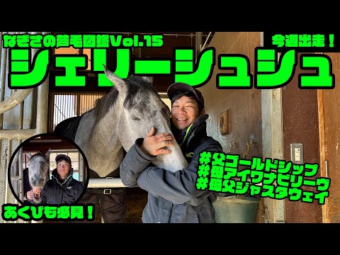 【なぎさの芦毛図鑑】Vol.15 シェリーシュシュ（美浦・大竹正博厩舎） サムネイル