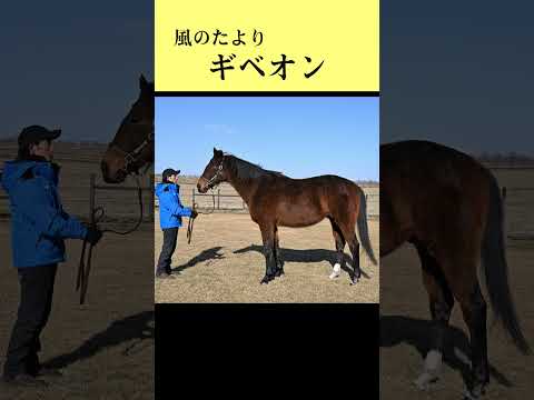 【風のたより】ギベオン サムネイル