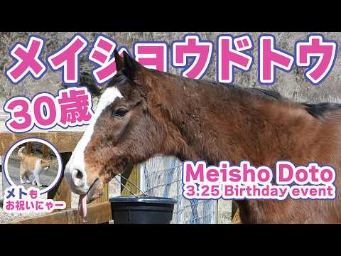 【メイショウドトウ30歳誕生日に密着！牧場猫メトもお祝いニャー】 サムネイル