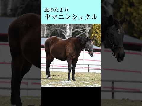 【風のたより】ヤマニンシュクル