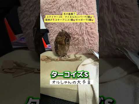 ターコイズステークス 競馬 shorts サムネイル