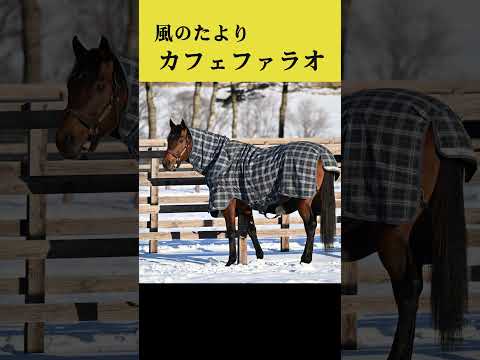 【風のたより】カフェファラオ サムネイル