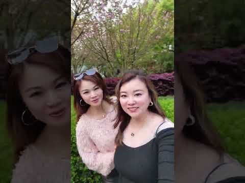 又到了看櫻花的季節，仿佛去到日本看櫻花🌸🌸🌸 サムネイル