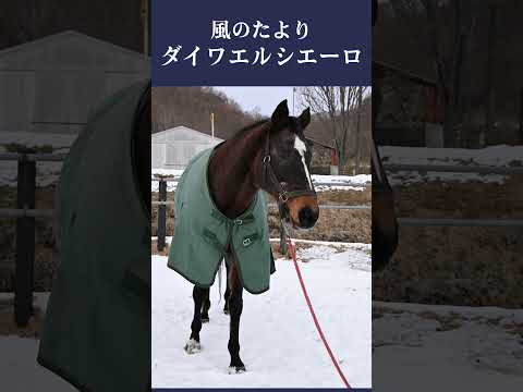 【風のたより】ダイワエルシエーロ サムネイル