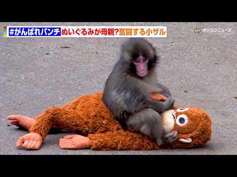 がんばれパンチ　SNSで話題沸騰！ぬいぐるみが母親代わりの小ザルを直撃 サムネイル