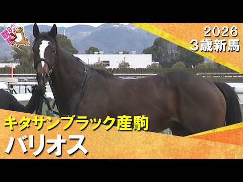キタサンブラック産駒バリオスが人気に応えてデビュー勝ち！高杉吏麒騎手「競馬に行くと上手に走ってくれた」2026年1月3… サムネイル