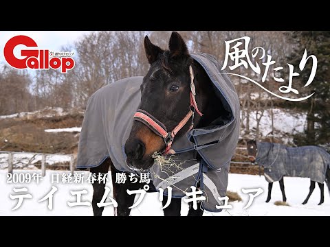 テイエムプリキュア　みんなのヒロイン【風のたより】 サムネイル