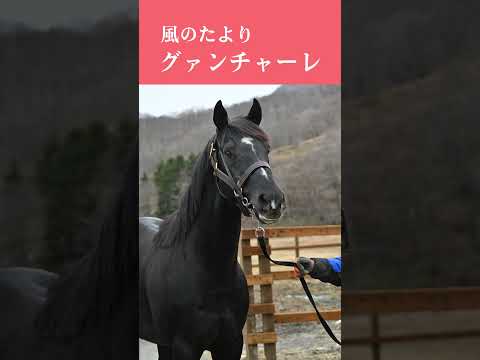 【風のたより】グァンチャーレ サムネイル
