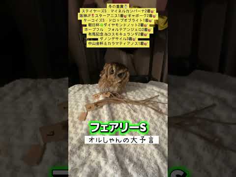 フェアリーステークス 競馬 shorts サムネイル