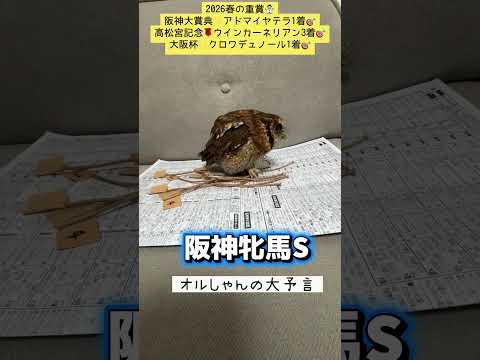 阪神牝馬ステークス 競馬 shorts サムネイル