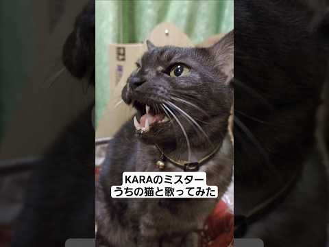KARAのミスター、うちの猫と歌ってみた【ペット】 猫 猫のいる暮らし 喋る猫 歌う猫 サムネイル
