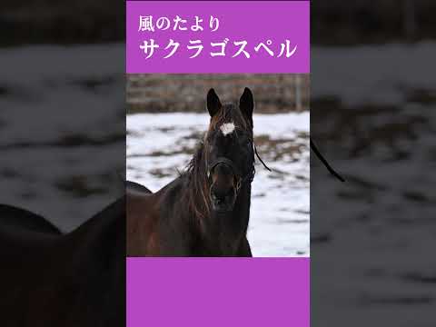 【風のたより】サクラゴスペル サムネイル