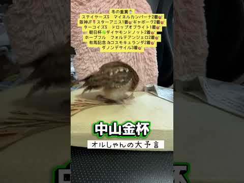 中山金杯 競馬 shorts サムネイル