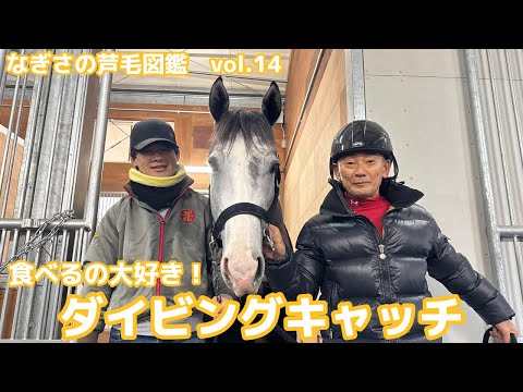 【なぎさの芦毛図鑑】Vol.14ダイビングキャッチ（美浦・田中剛厩舎） サムネイル