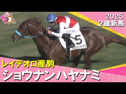 ショウナンハヤナミが2馬身差で快勝！渡辺薫彦調教師「期待が持てますね」2025年12月27日(土)２歳新馬　阪神芝20… サムネイル