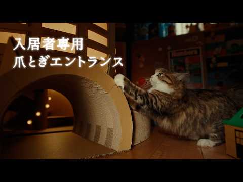梶裕貴がナレーション担当！“お猫さま専用タワーマンション”誕生　猫の日に向け「ENEOS CAT TOWER」公開 サムネイル