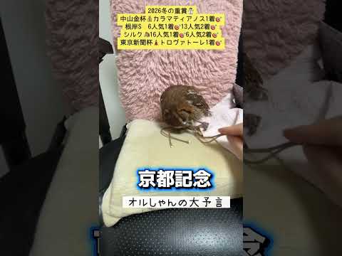 京都記念 競馬 shorts サムネイル