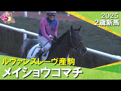 メイショウコマチが突き抜けデビュー勝ち！太宰啓介騎手「外に出してからの反応が良かった」2025年12月20日(土)２歳… サムネイル