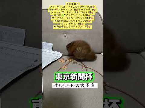 東京新聞杯 競馬 shorts サムネイル
