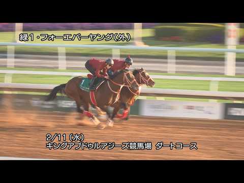 【2026年 サウジカップ】フォーエバーヤングなどJRA所属馬3頭の調教動画  | JRA公式 サムネイル
