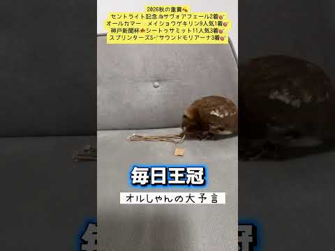 毎日王冠 競馬 shorts