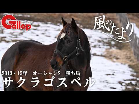 サクラゴスペル 〝サクラ〟の名馬が過ごした特別厩舎で余生を送る【風のたより】 サムネイル
