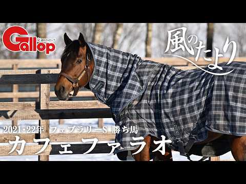 カフェファラオ　2年連続最多種付け頭数【風のたより】 サムネイル