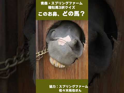 【このお鼻、どの馬？】青森・スプリングファーム　種牡馬3択クイズ サムネイル