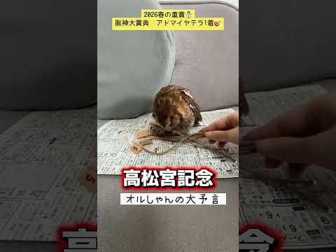 競馬 高松宮記念 shorts サムネイル