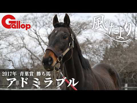 アドミラブル　1番人気のフォスターホース【風のたより】 サムネイル