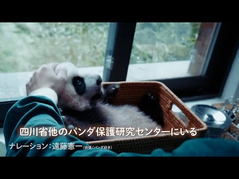 遠藤憲一、大のパンダ好きが高じ、“パンダドキュメンタリー”の日本語版ナレーションを担当！「日本からパンダがいなくなるな… サムネイル