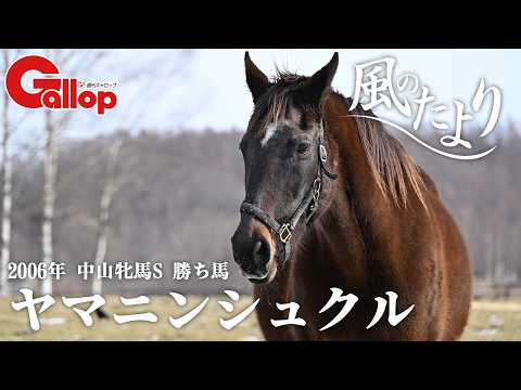 ヤマニンシュクル　父はトウカイテイオー【風のたより】 サムネイル