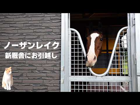 ノーザンレイク新厩舎へのお引越し