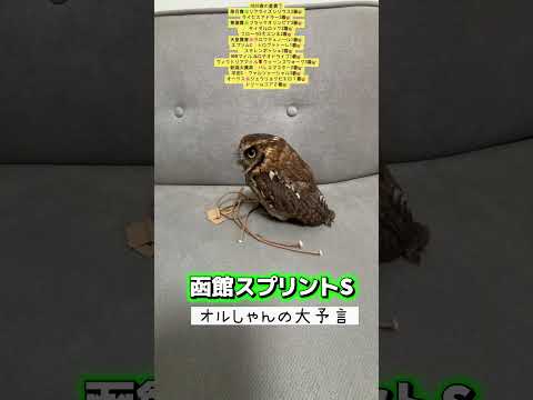 函館スプリントステークス 競馬 shorts サムネイル