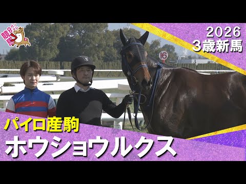 ホウショウルクスがデビュー勝ち！角田大和騎手負傷から復帰後初勝利「一番いい展開となりました」2026年1月10日(土)… サムネイル