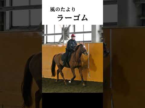 【風のたより】ラーゴム サムネイル