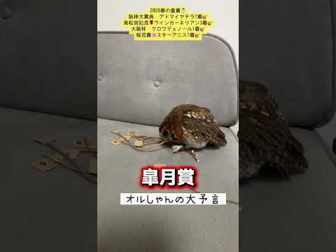 皐月賞 競馬 shorts