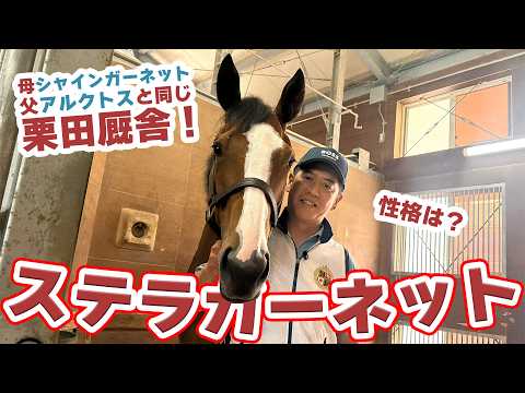 【栗田厩舎の結晶】ステラガーネットの栗田調教師にインタビュー