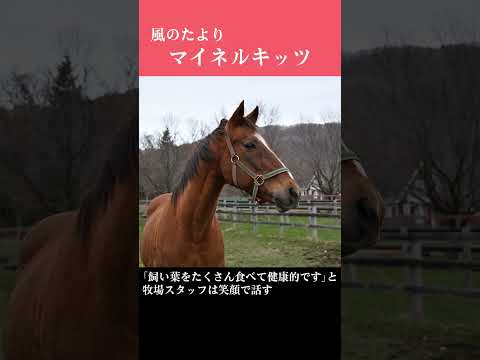 【風のたより】マイネルキッツ サムネイル