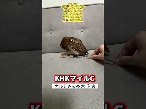 nhkマイルカップ 競馬 shorts サムネイル