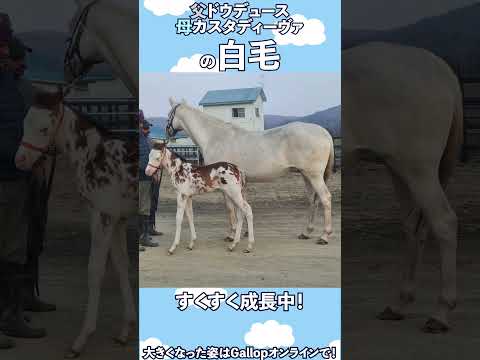 カスタディーヴァ×ドウデュースのブチ模様の当歳