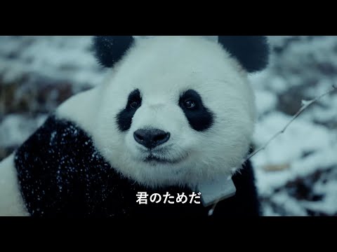 「上野のパンダはどこへ行く？」知られざる“その後”を追う映画が公開決定