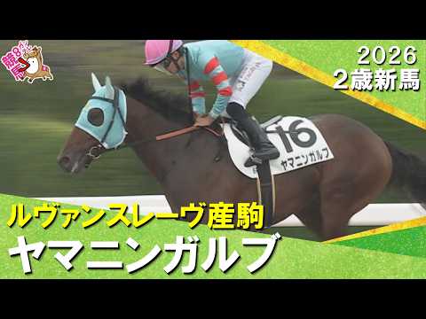 田口貫太騎手「最後もすごい脚でした」前川恭子厩舎のヤマニンガルブが初陣飾る！2026年9月27日(日)２歳新馬　阪神ダ…