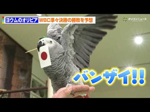 【WBC】ヨウムのオリビアが侍ジャパンの運命を占う！日本vsベネズエラを含む準々決勝4試合の勝敗を予想 サムネイル